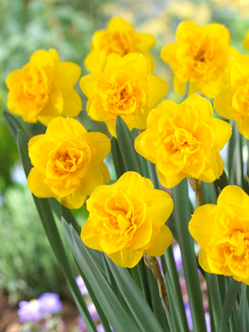 Buy Daffodil Biffo Bulbs