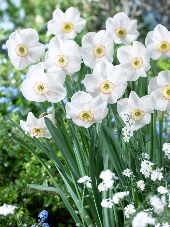 Daffodil Dreamlight Bulbs, Delivery all over Europe