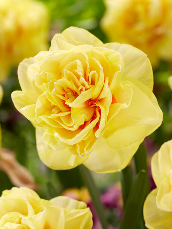 Daffodil English Style bulbs