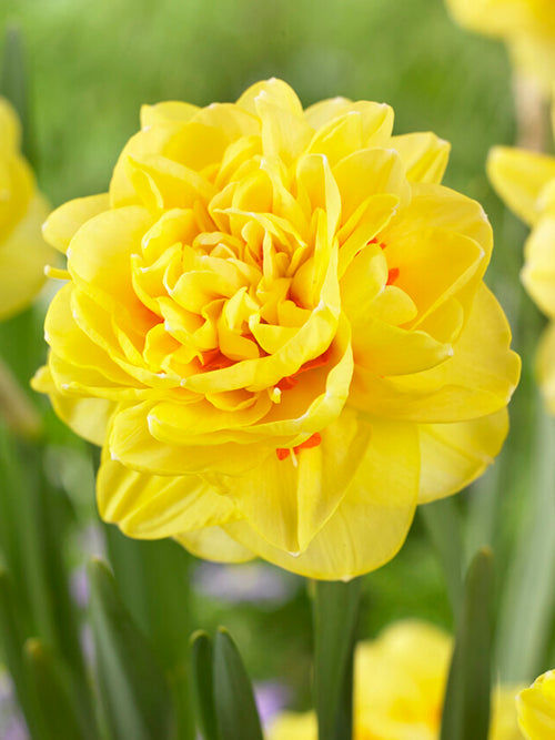 Buy Daffodil English Style Flower Bulbs, Delivery all over Europe