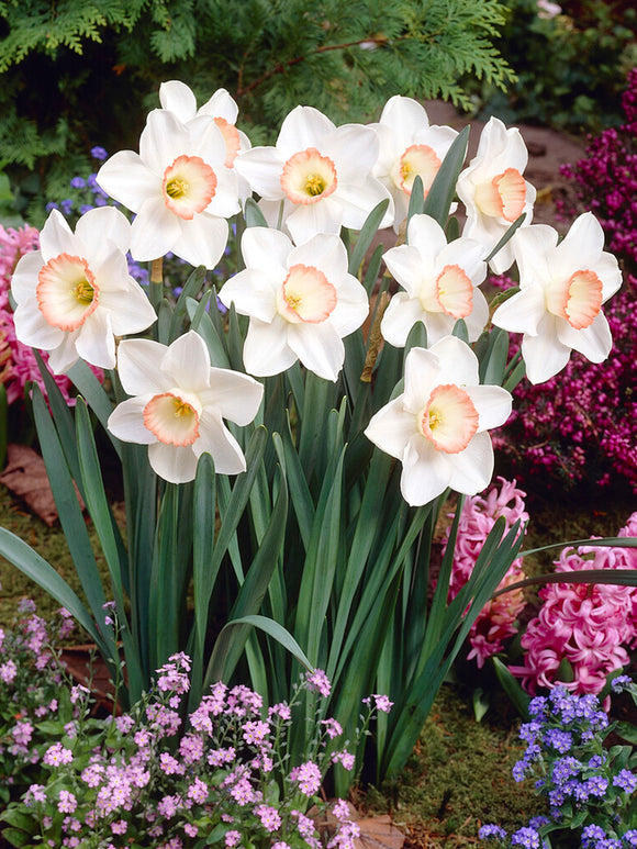 Daffodil Night Cap Bulbs