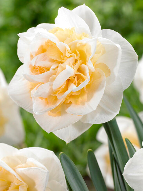 Buy Daffodil Peach Prince Bulbs