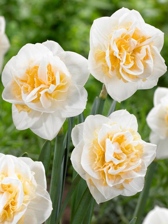 Daffodil Peach Prince