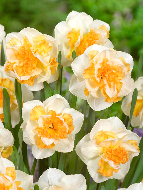 Daffodil Peach Prince Flower Bulbs