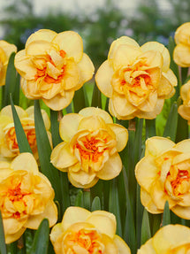Daffodil Waylon