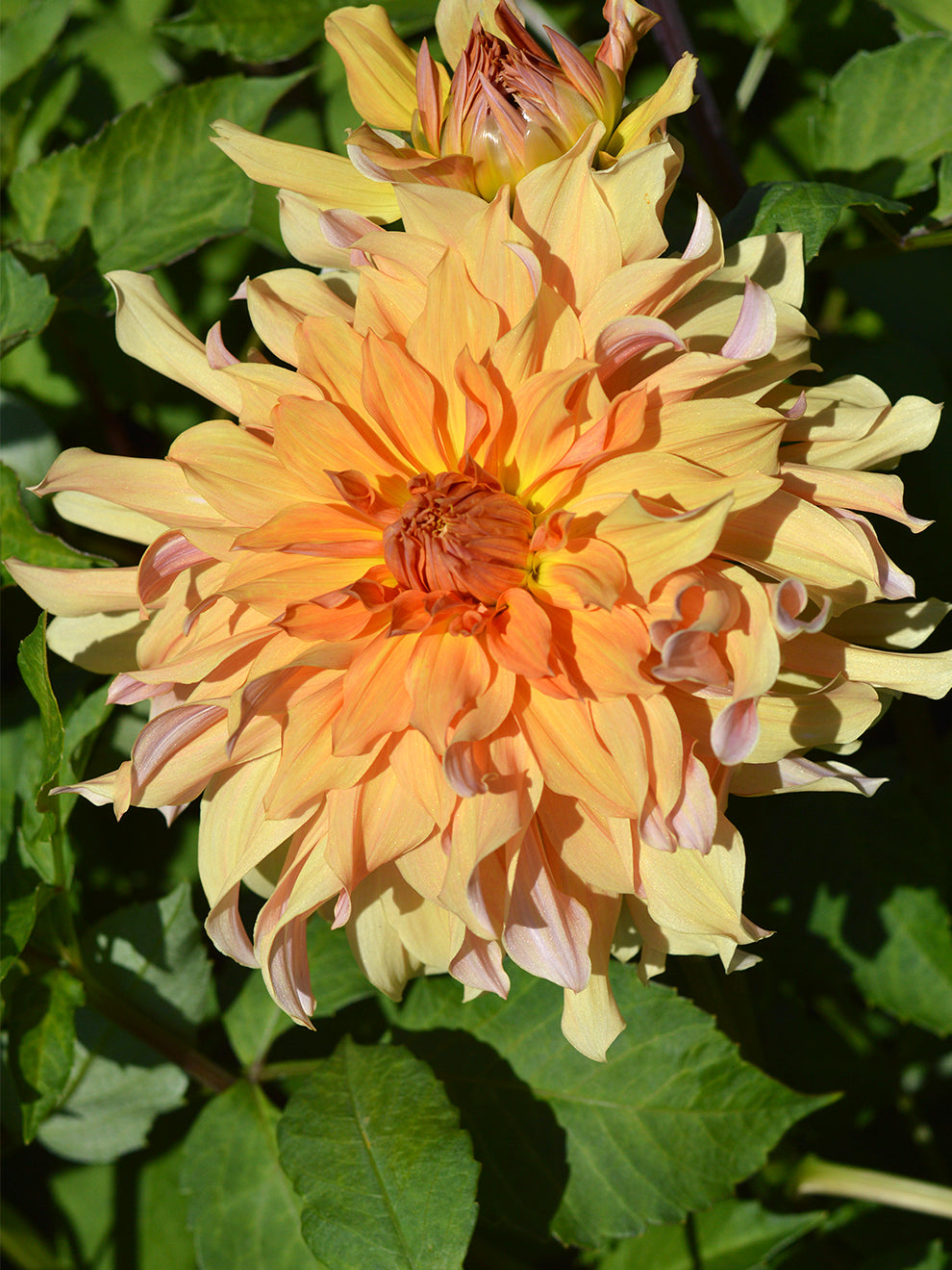 Dahlia 'Big Brother' - Long flowering Dinnerplate | DutchGrown™