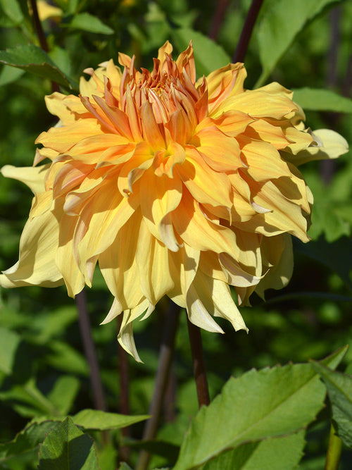 Dahlia Big Brother order online for EU delivery