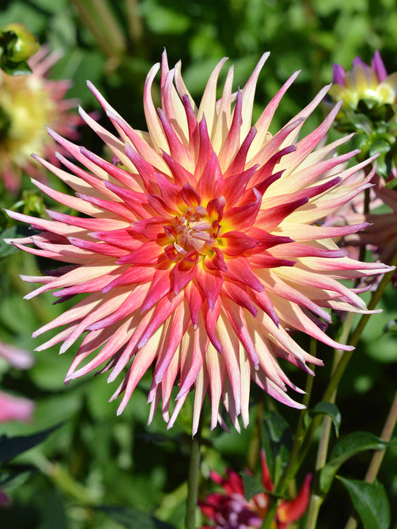 Buy Dahlia Bora Bora