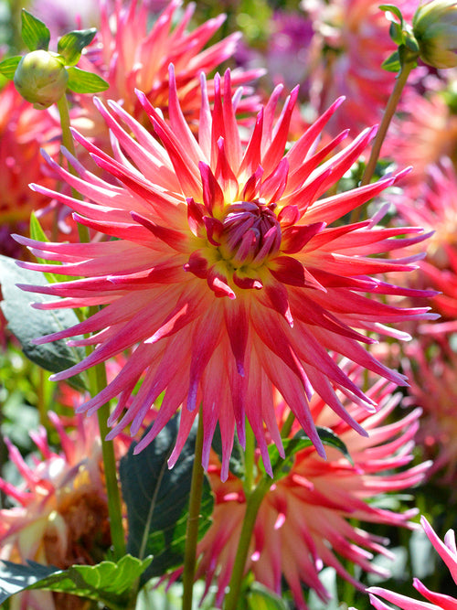 Dahlia Bora Bora plant in the spring in Europe