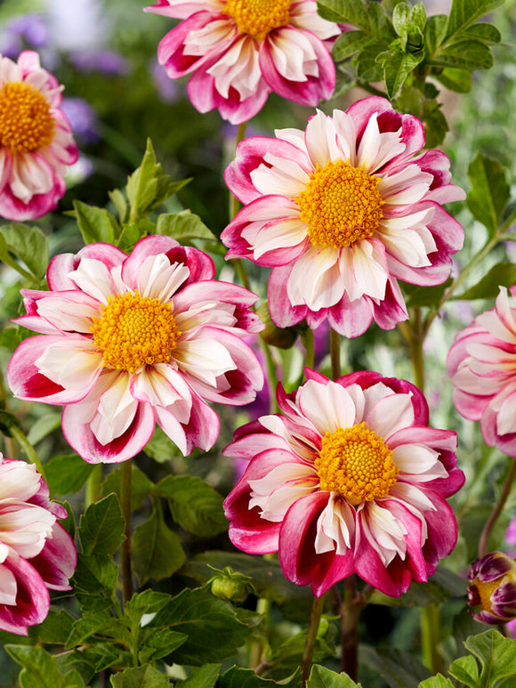 Buy Dahlia Tubers Bumble Rumble