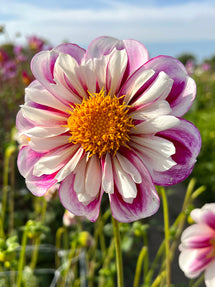 Dahlia Bumble Rumble