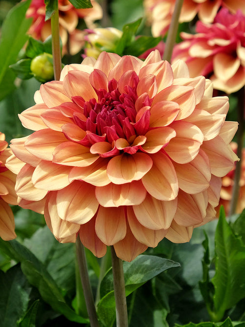 Dahlia Creme de Cognac