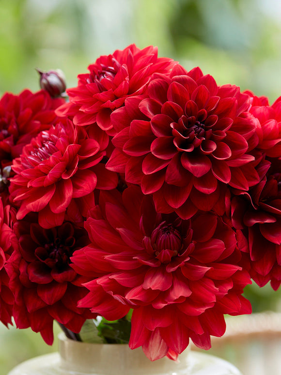 Dahlia Crimson Velvet Collection