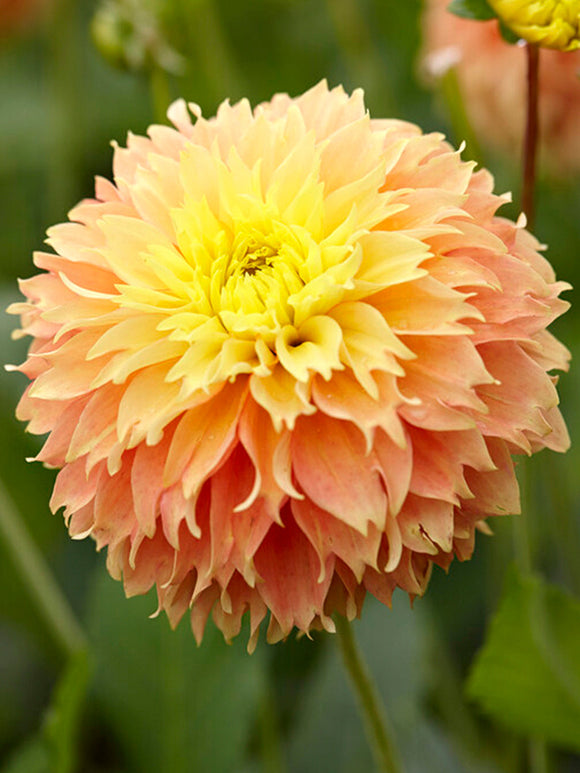 Buy Dahlia Deep Impact Tubers