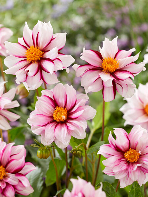 Dahlia Tubers Edge of Joy