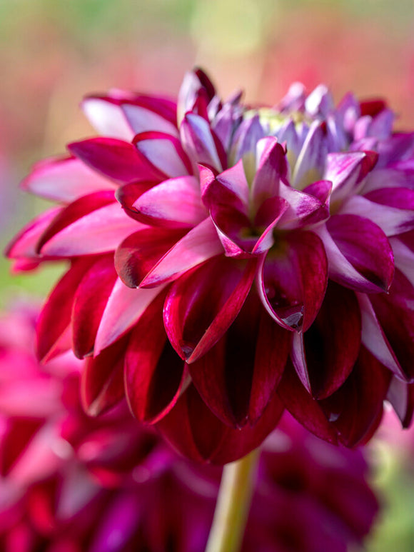 Dahlia tubers embassy