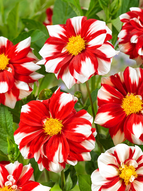 Dahlia Fire and Ice red and white blooms