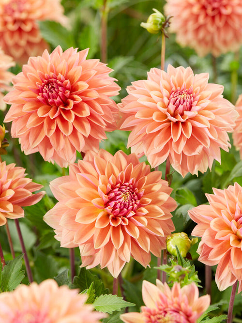 Dahlia Tubers Kick Off