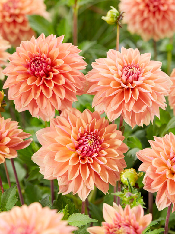 Dahlia Tubers Kick Off