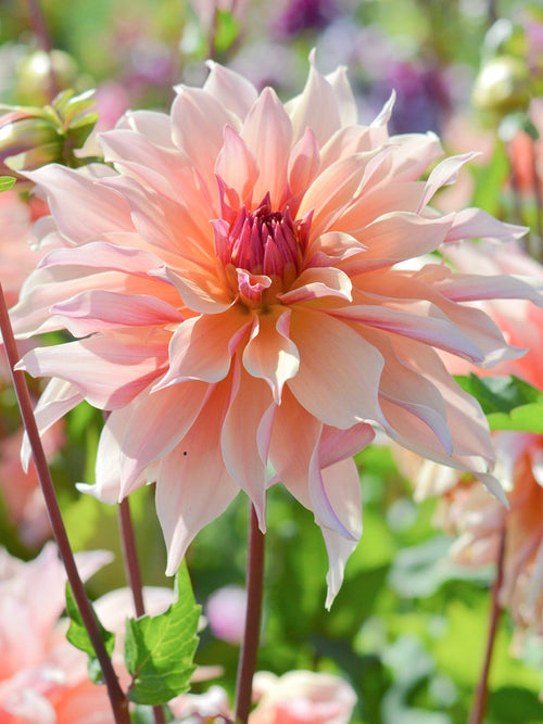 Dahlia Tubers Labyrinth