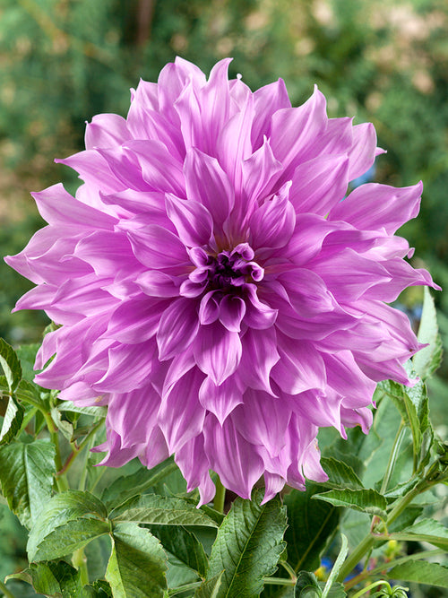 Dinner Plate Dahlia Lavender Ruffles