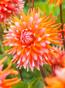 Dahlia Orange Turmoil