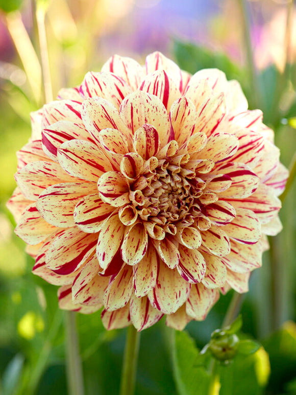 Dahlia Painted Madam | DutchGrown™