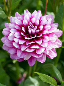 Dahlia Patches