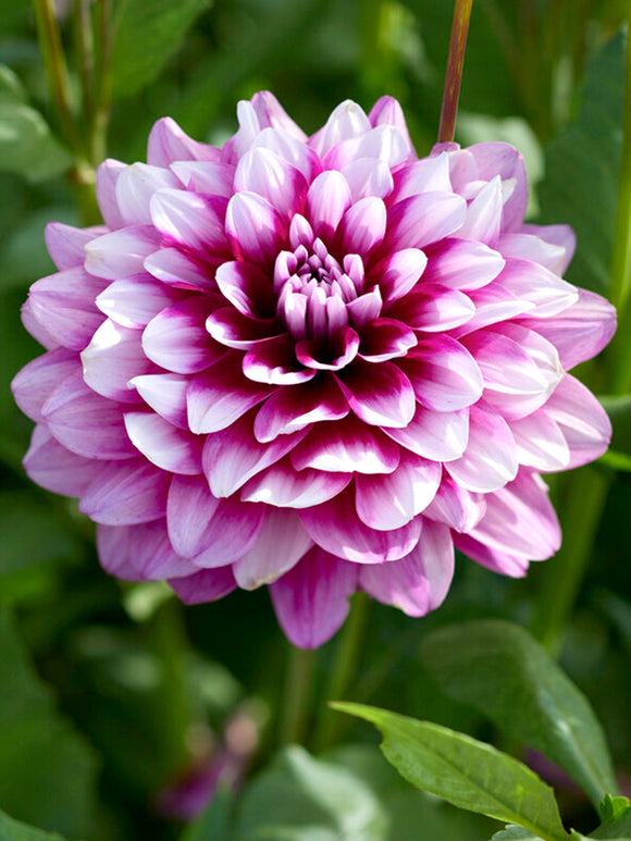 Dahlia 'Patches'