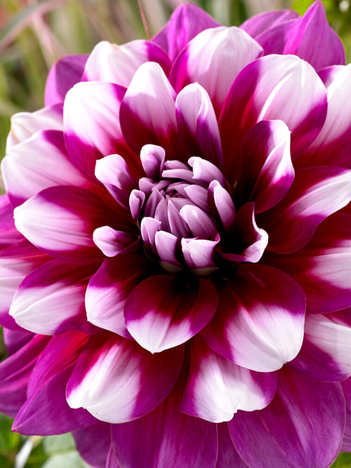 Dahlia 'Patches'