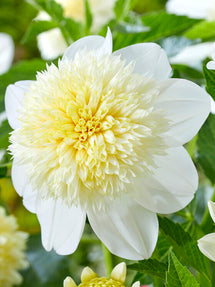 Dahlia Platinum Blonde