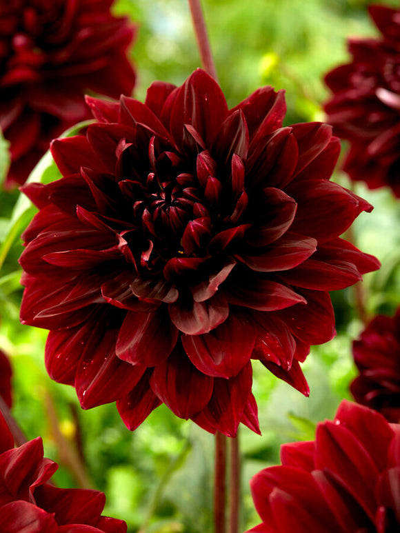 Decorative Dahlia Sam Hopkins