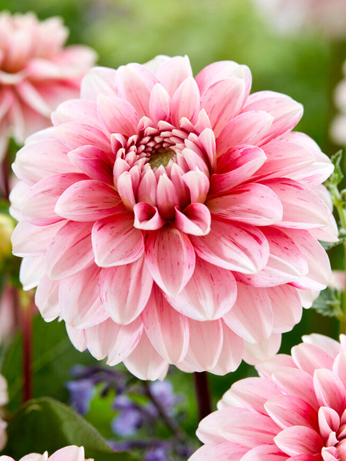 Strawberry Cream Dahlia