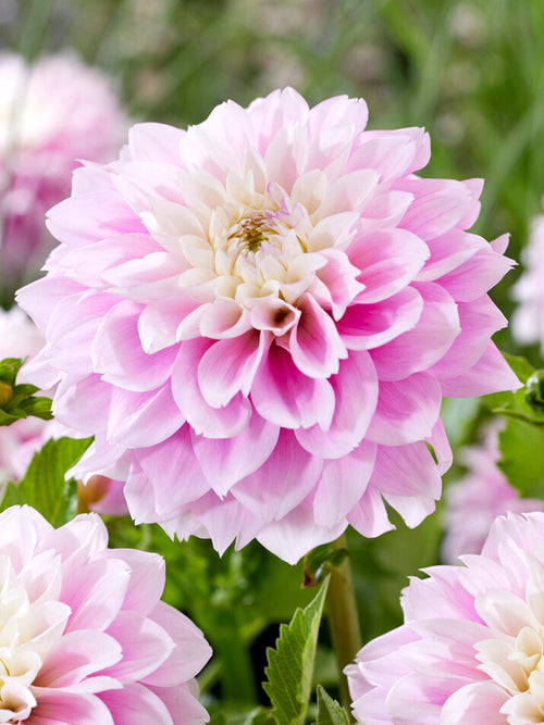 Dahlia Sweet Love tubers from Holland