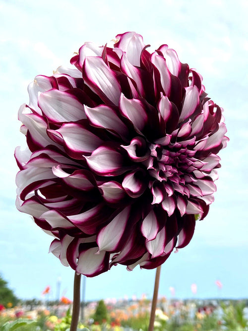 Buy Dahlia Tartan Tubers from Holland