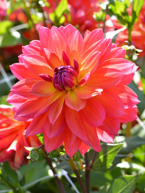 Decorative Dahlia Tricolore