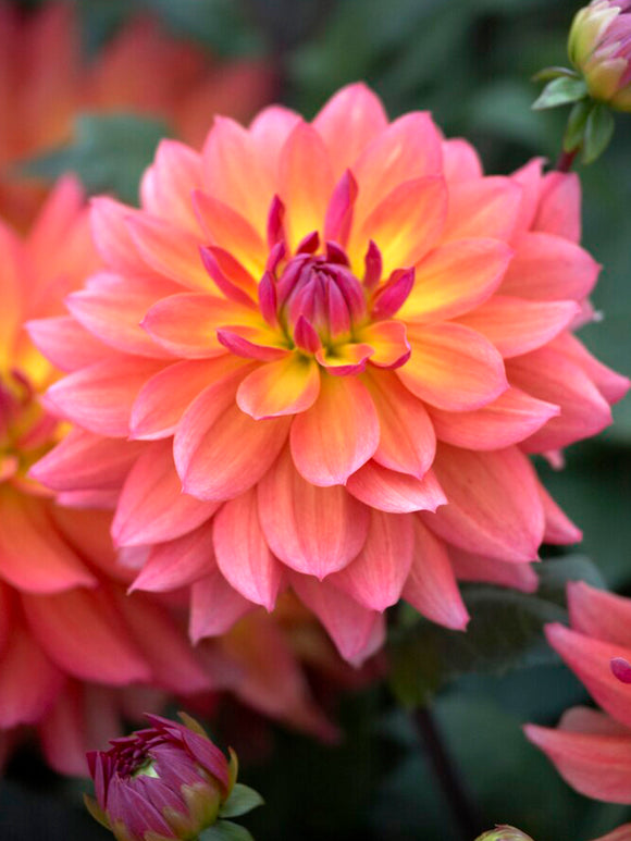 Dahlia Tricolore Tubers