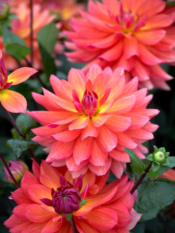 Order Dahlia Tricolore Tubers