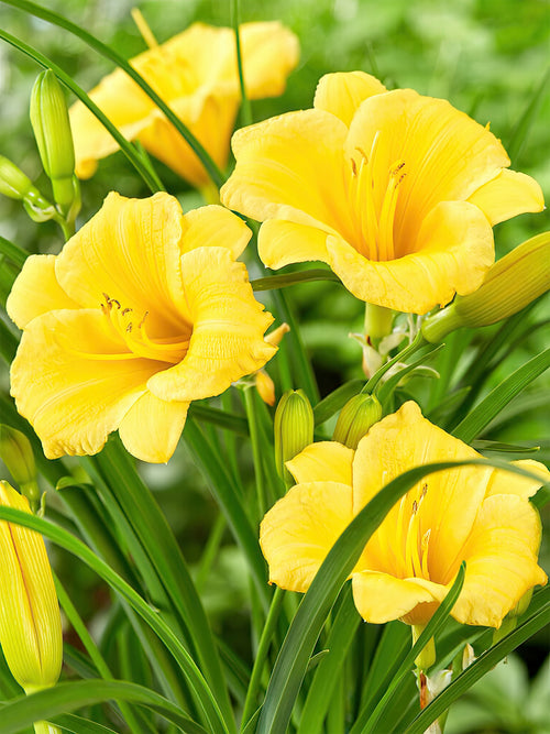 Daylily Stella d'Oro (Hemerocallis) bare roots for spring shipping