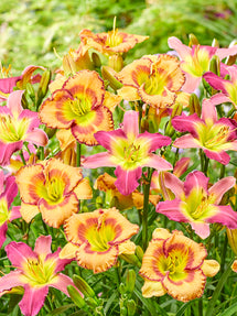 Daylily Fruity Kiss (Hemerocallis)