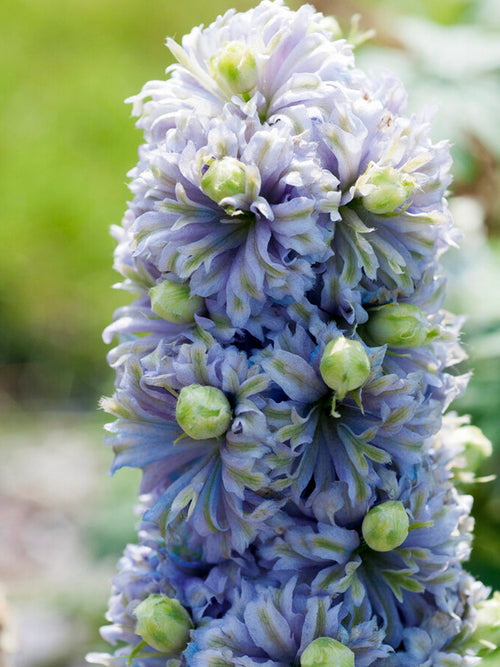 Buy Delphinium Highlander Crystal Delight