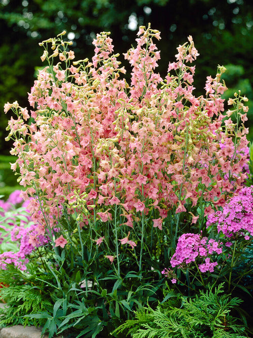 Delphinium Pink Sensation