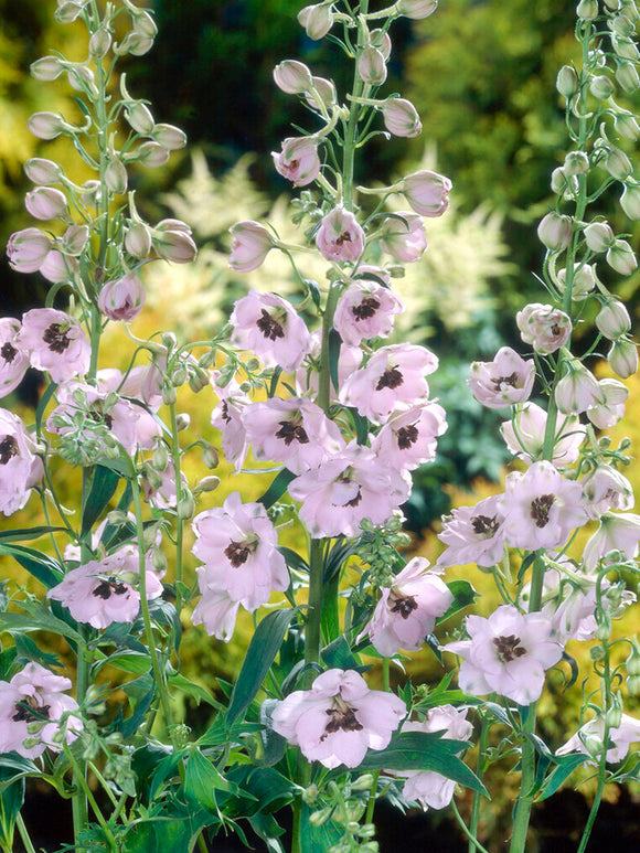 Buy Delphinium Sky Sensation Bare Roots, UK Delivery