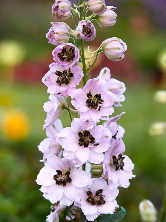 Delphinium Sky Sensation