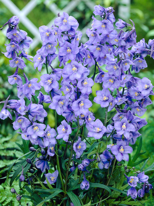 Delphinium West End Blue