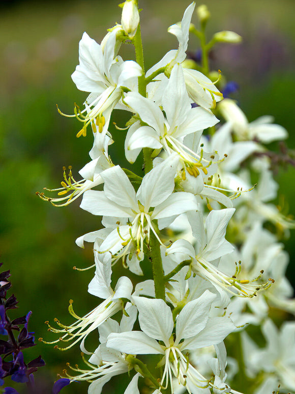 Dictamnus Albus Albiflorus (Burning Bush)