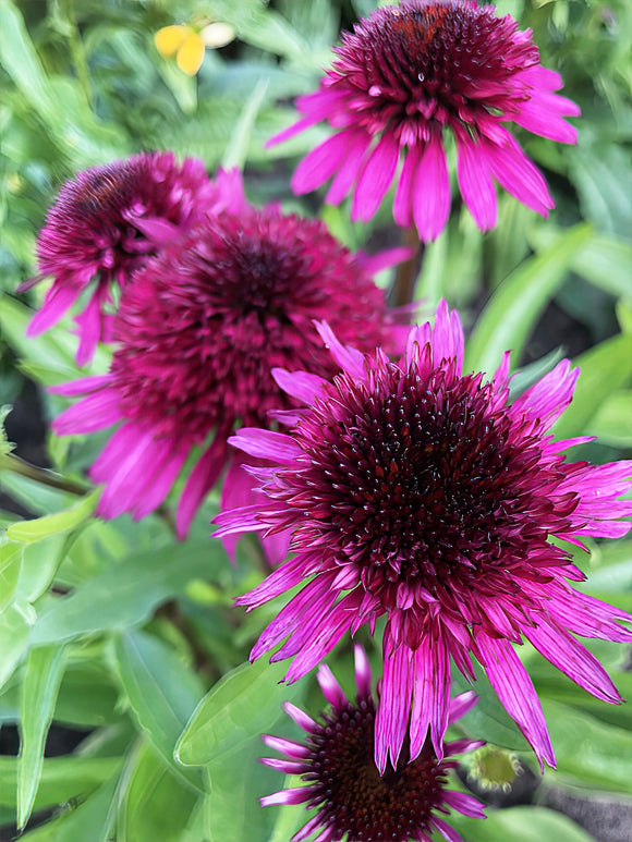 Echinacea Blueberry Cheesecake (Coneflower) bare roots for spring planting