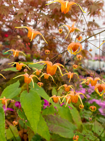 Epimedium Amber Queen