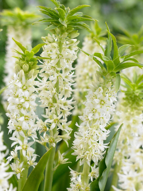 Eucomis Autumanlis White (Pineapple Lily)