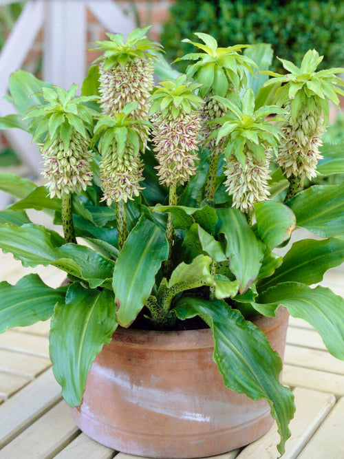 Eucomis Bicolor (Pineapple Lily) Bulbs